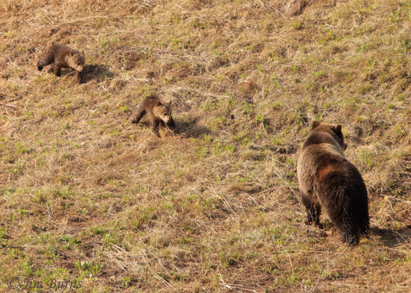 Grizzly Bear cubs running to mother--2206