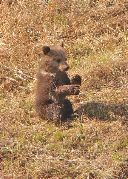 Grizzly Bear cub sitting up--2217