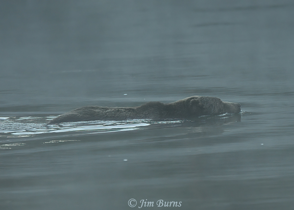 Grizzly Bear swimming the Yellowstone on a foggy dawn--1002