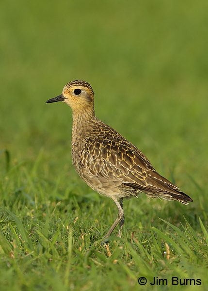 Pacific Golden-Plover basic plumage