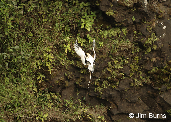 White-tailed Tropicbird investigating cliff face