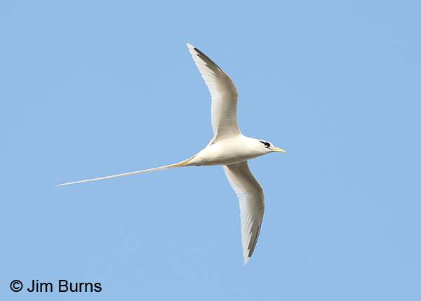 White-tailed Tropicbird ventral view