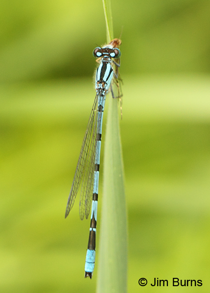 Hagen's Bluet male eating small fly, Rusk Co., WI, June 2014