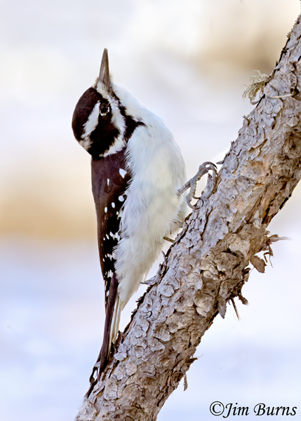 Hairy Woodpecker female on snag--4614
