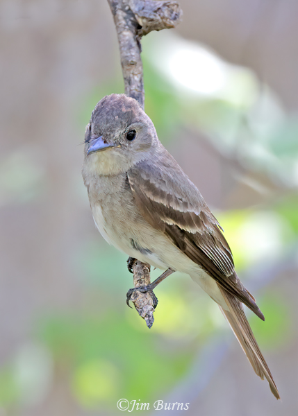 Hammond's Flycatcher juvenile, mid-July in Arizona--9977