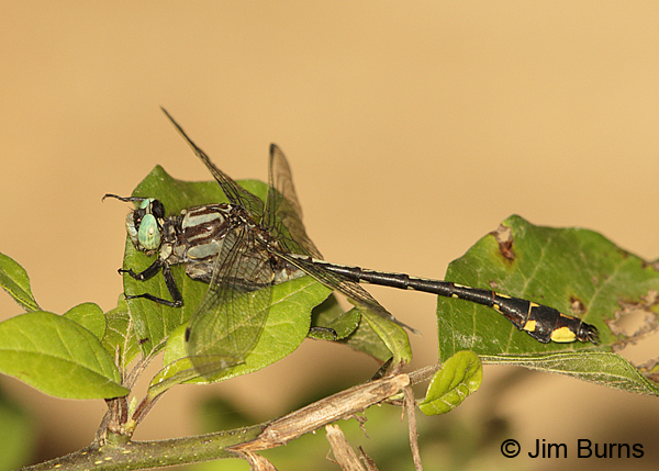 Handsome Clubtail male, Maury Co., TN, June 2016