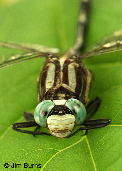 Handsome Clubtail male face shot, Marshall Co., TN, June 2016