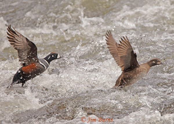 Harlequin Duck pair flying through surf--1138