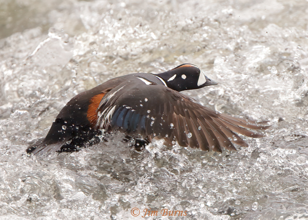 Harlequin Duck male flying through surf--1150