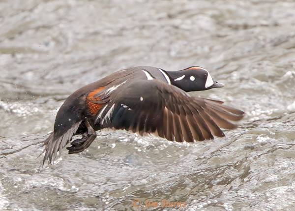 Harlequin Duck male flying over surf--1163