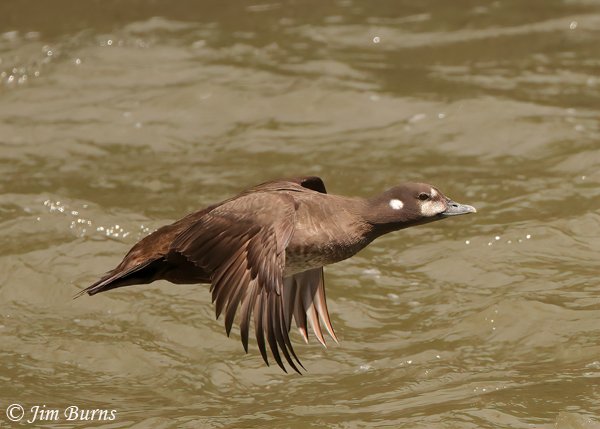 Harlequin Duck female in flight--1349