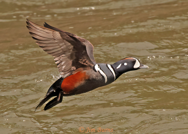 Harlequin Duck male in flight upstroke--1421