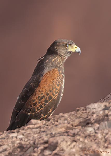 Harris's Hawk juvenile nictitating membrane--1000