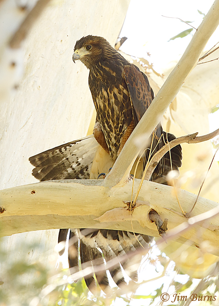 Harris's Hawk juvenile wingstretch--2154
