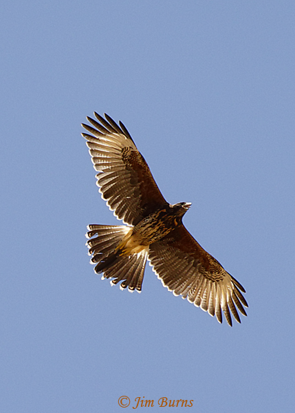 Harris's Hawk juvenile overhead--2248