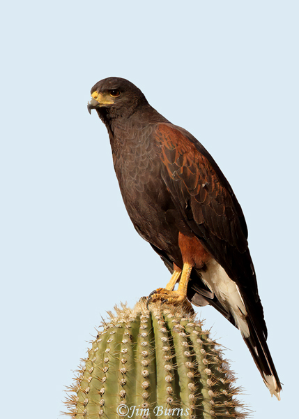 Harris's Hawk on Saguaro Cactus, a Sonoran Desert classic--7836