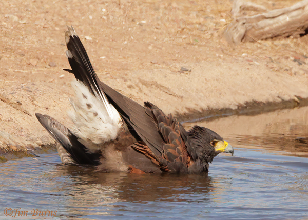 Harris's Hawk bathing #3--8778