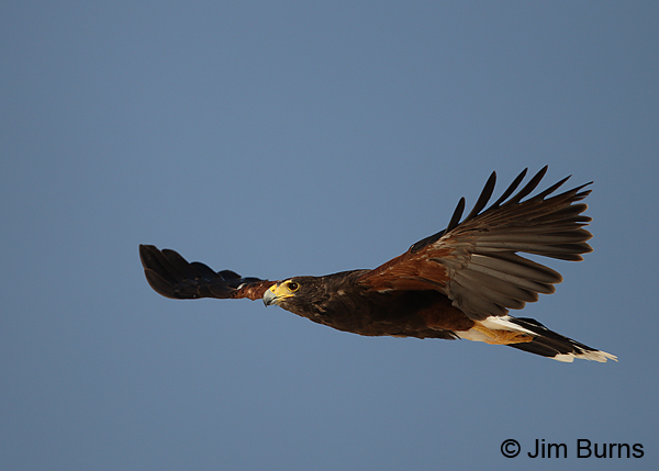 Harris's Hawk adult male in flight