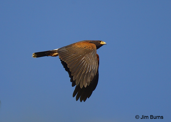 Harris's Hawk in flight dorsal view