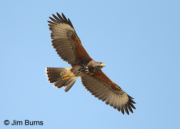Harris's Hawk juvenile in flight