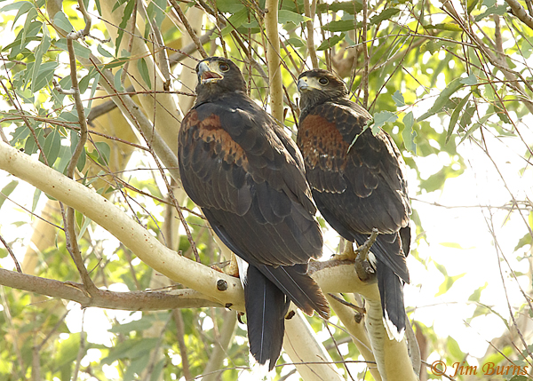 Harris's Hawk pair, female on left--2121