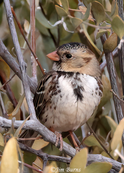 Harris's Sparrow first winter--4439
