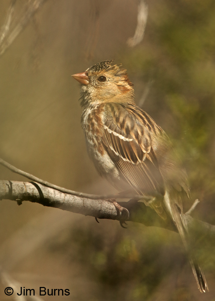 Harris's Sparrow juvenile