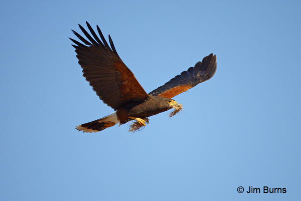 Harris's Hawk carrying nesting material