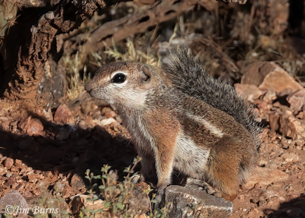 Harris's Antelope Squirrel--4902