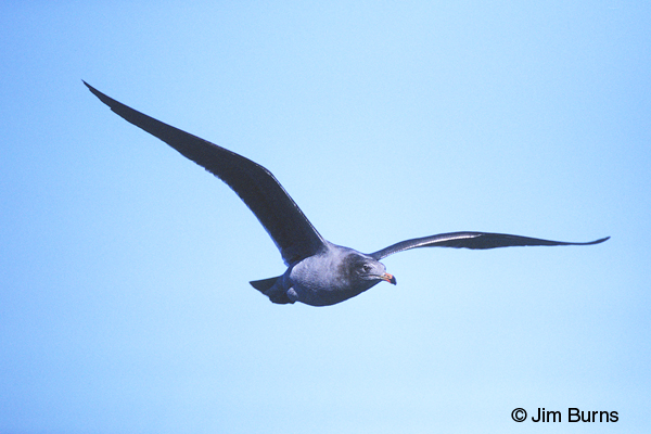 Heerman's Gull 2nd winter in flight