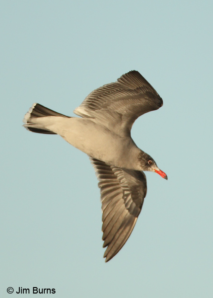 Heerman's Gull adult non-breeding ventral