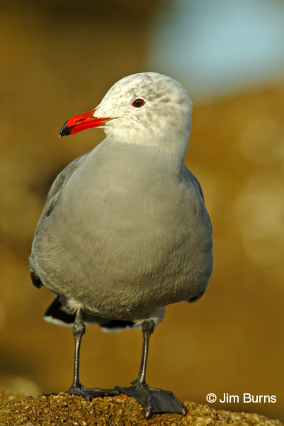 Heerman's Gull adult winter