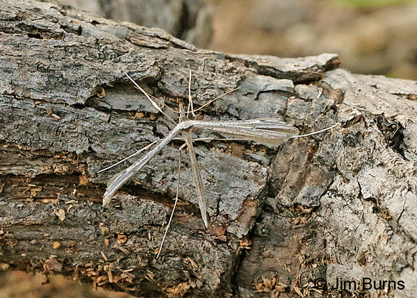 Hellinsia longifrons, Arizona