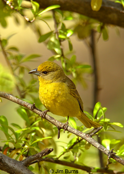 Hepatic Tanager female