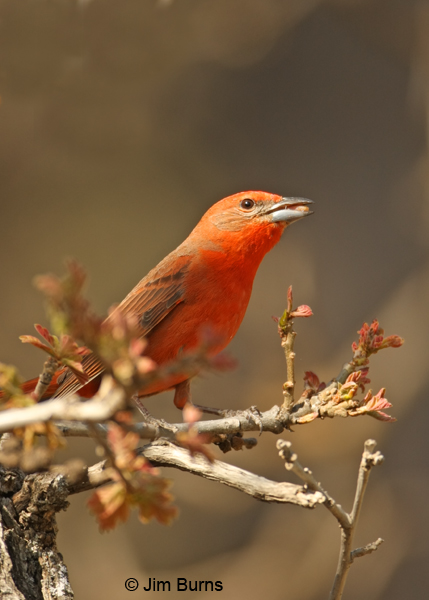 Hepatic Tanager male eating oak buds