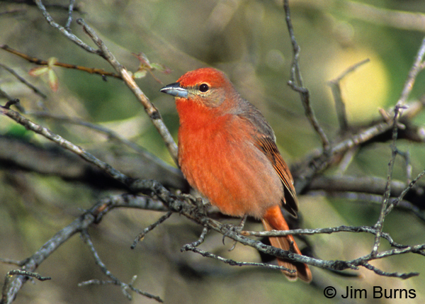Hepatic Tanager male in tree