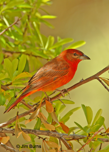 Hepatic Tanager male