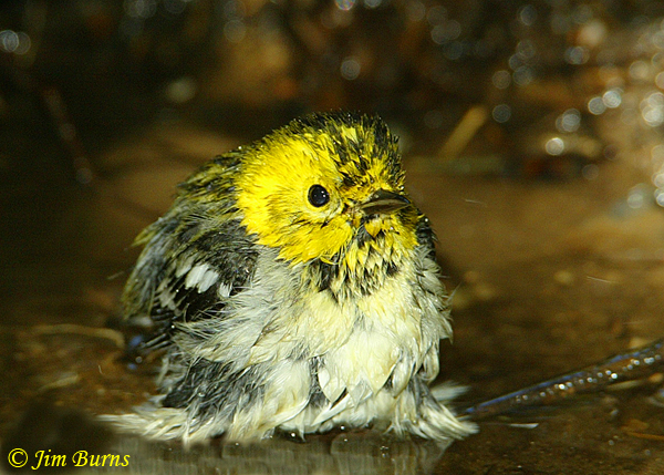Hermit Warbler female bathing--1060