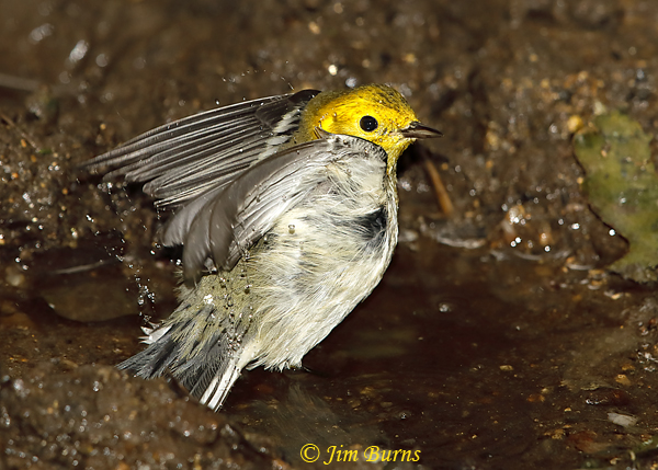 Hermit Warbler first fall male bathing--5953
