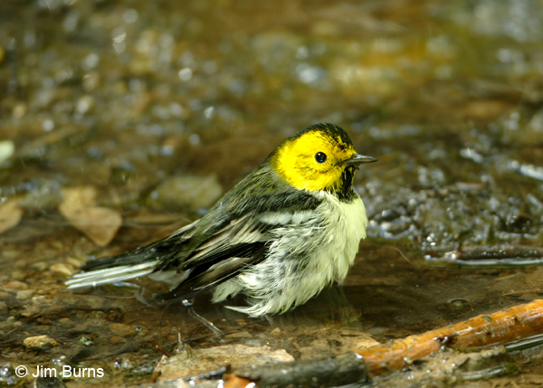 Hermit Warbler male #2 bathing