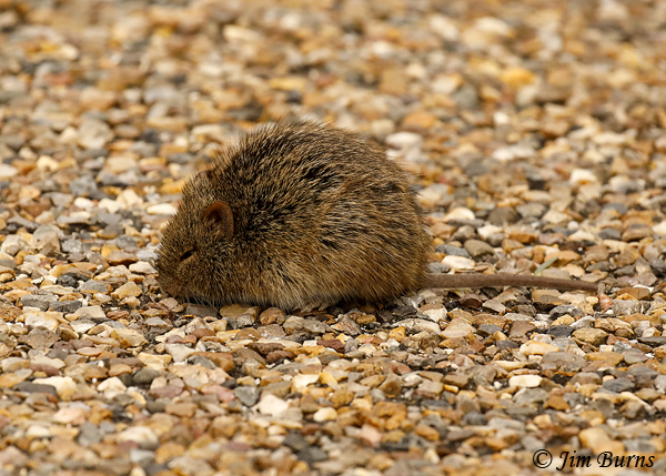 Hispid Cotton Rat warming up on the pavemet--9272