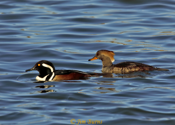 Hooded Merganser male and female together--1026