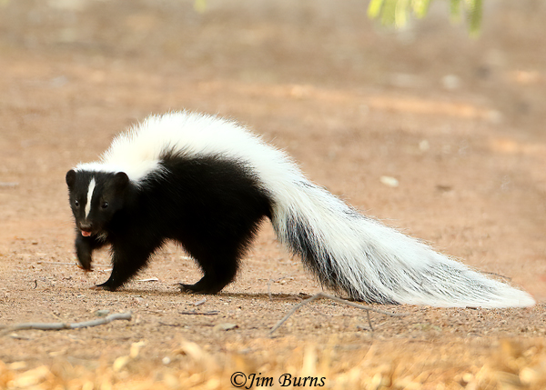 A Hooded Skunk takes a rare, late afternoon stroll across the Picnic Area parking lot.