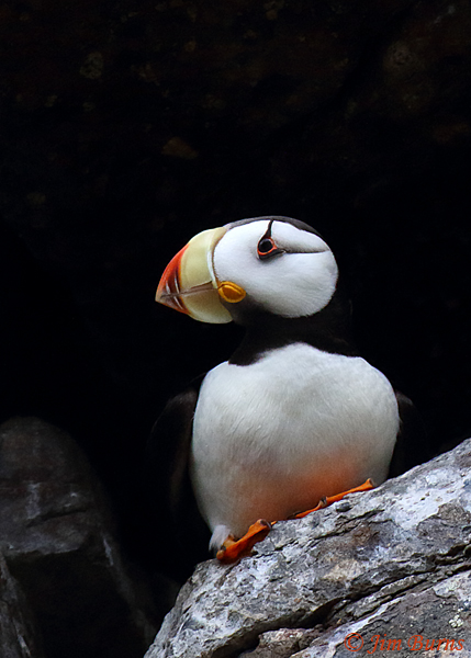 Horned Puffin--7991