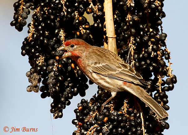 House Finch male with Fan Palm berry #2--3709