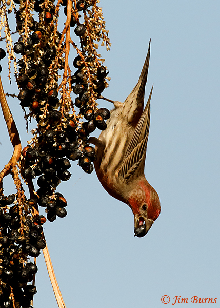 House Finch male with Fan Palm berry--3712