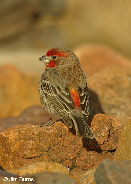 House Finch male dorsal view
