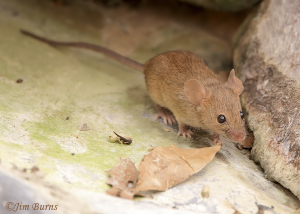 House Mouse at home in rock pile--4346