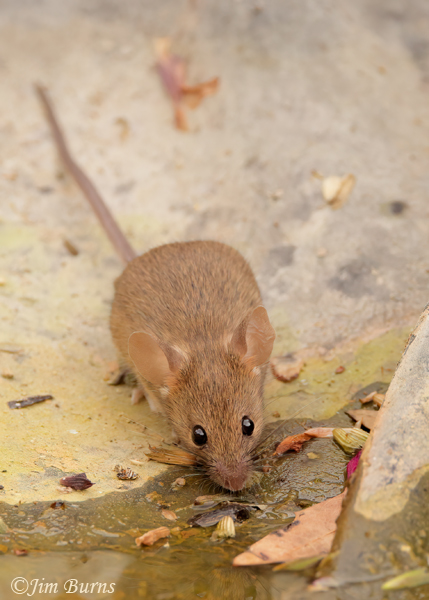House Mouse drinking at spring--4359