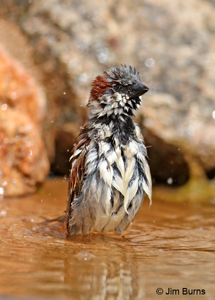 House Sparrow male bathing